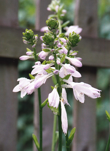 Hostas 3